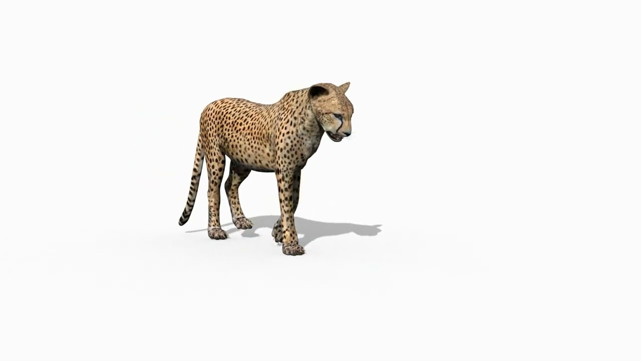 Cheetah mais real - 8k - anima&ccedil;&atilde;o em 3D Modelo 3D