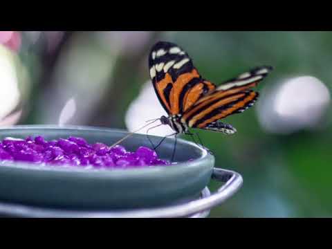 A Pill to Crush - Evalyn (dark night)