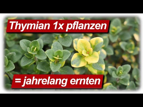 Einmal pflanzen, jahrelang ernten | Thymian selber anbauen