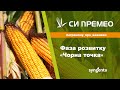 Насіння кукурудзи СІ ПРЕМЕО