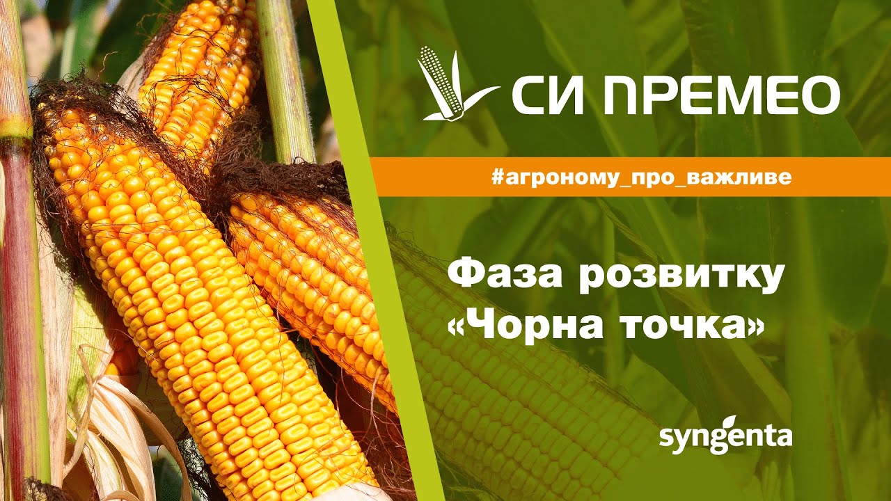Насіння кукурудзи СІ ПРЕМЕО