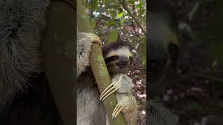 Music video thumbnail preview for SLOTH /「すれちがい」OFFICIAL VIDEO by Sloth
