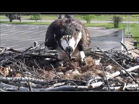 Hellgate Osprey Nest 1st chick arrives 8:56am MDT 6-3-2017