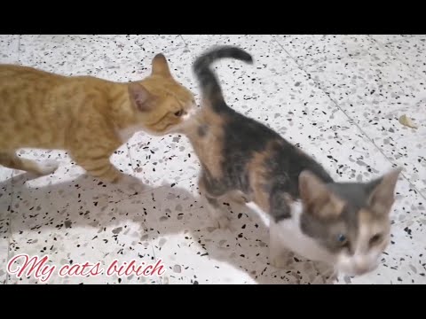 CATS MATING VERY LOUDLY 🥺💘😍funny cats mating/cats mating2022