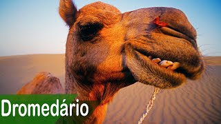 Miniatura do vídeo