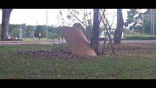Buses: 407 norte (8)