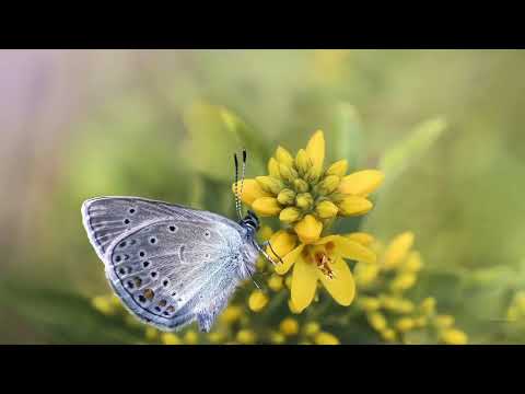 Opwekking 882  Kennen