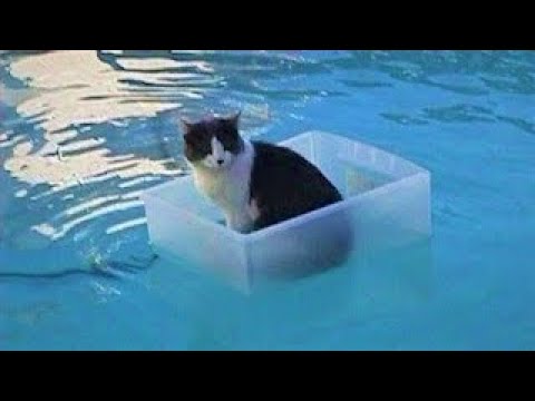 Zábavné Kočičí Videa! #2