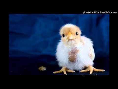 Today's Tango Is... El Pollito – Juan D’Arienzo 11-08-1965