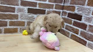 ゴールデンレトリバーの動画01