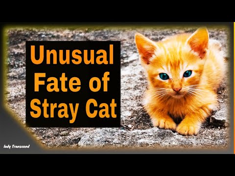 Unusual Fate of Stray Cat (Curious True Story of Friendship)