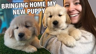 BRINGING HOME MY NEW GOLDEN RETRIEVER PUPPY: welcome home Link 🤍