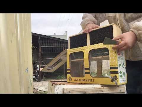 , title : 'Honey Bees Unboxing - 10,000 bees moving in! | Beekeeping | Tractor Supply Co.