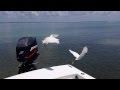 Egret Fight