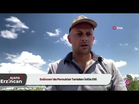 Erzincan’da Porsuklar Tarlaları İstila Etti