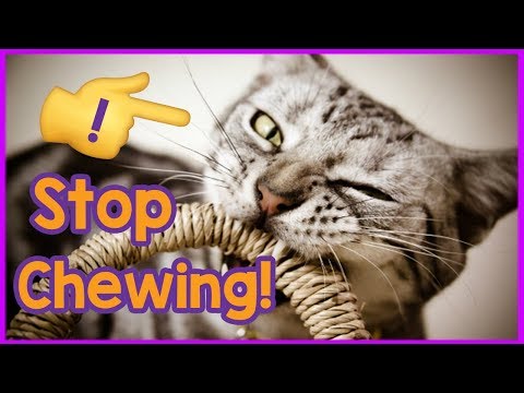 How to Stop Your Cat Chewing! Why is My Cat Destructively Chewing and How to Stop it!