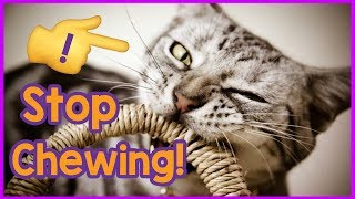 How to Stop Your Cat Chewing! Why is My Cat Destructively Chewing and How to Stop it!