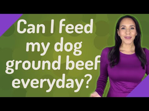 Can I feed my dog ground beef everyday?