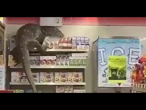 Lagarto gigante de 2m invade loja de conveniência e assusta clientes: