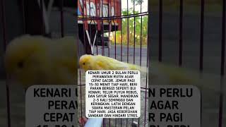 Download lagu cara merawat kenari umur 2 bulan agar cepat gacor #shorts #feedshorts mp3