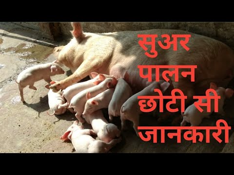 Yorkshire pigs white sow female farm pig, 114 days, 75-100 k...