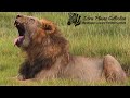 Zebra Plains Amboseli Camp Epic Kenyan Safari Under Mount Kilimanjaro