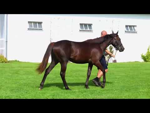 2025 August Yearling Sale - Lot 192 - f. N(WOOTTON BASSETT x PENNY LANE)