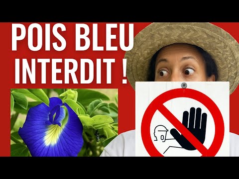ALERT: Blue Pea (Clitoria ternatea) is banned! 😱 Here’s why…