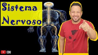Sistema Nervoso - Conceito, Função e Classificação - Fisiologia Humana - Aula 1