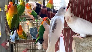 LOVEBIRDS MUTATION & ENO V PIED COCKATIEL BREEDING SETUP