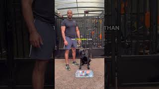 How many times should you feed your dog per day