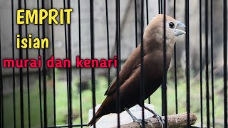 Download lagu Katanya‼️ini burung emprit kaji gacor isian kenari dan murai batu,bener gak sih❓ mp3