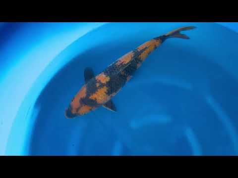 23rd JKS Online Auction: JKS-AC23-31 - Ginrin ki utsuri 54cm Female