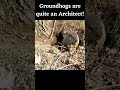Groundhogs are quite an Architect; What do you Think? #shorts #Groundhogs Amazing #Facts