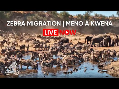 LIVE: Zebra Migration at Meno a Kwena | Botswana Wildlife Safari Cam