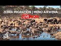 LIVE Zebra Migration At Meno A Kwena Botswana Wildlife Safari Cam