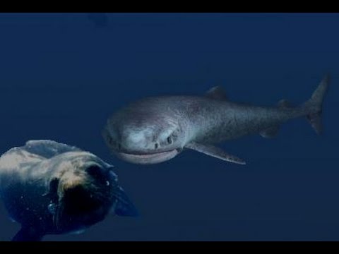 The Huge and Mysterious Greenland Shark