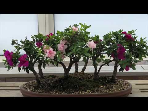Precious Wife Waltz - Ernie Kucera (Czech) Band - Happy Valentines Day! - Azalea flowers!