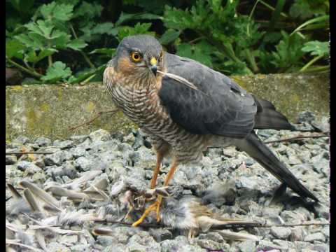 Sperber Ruf (Accipiter nisus)