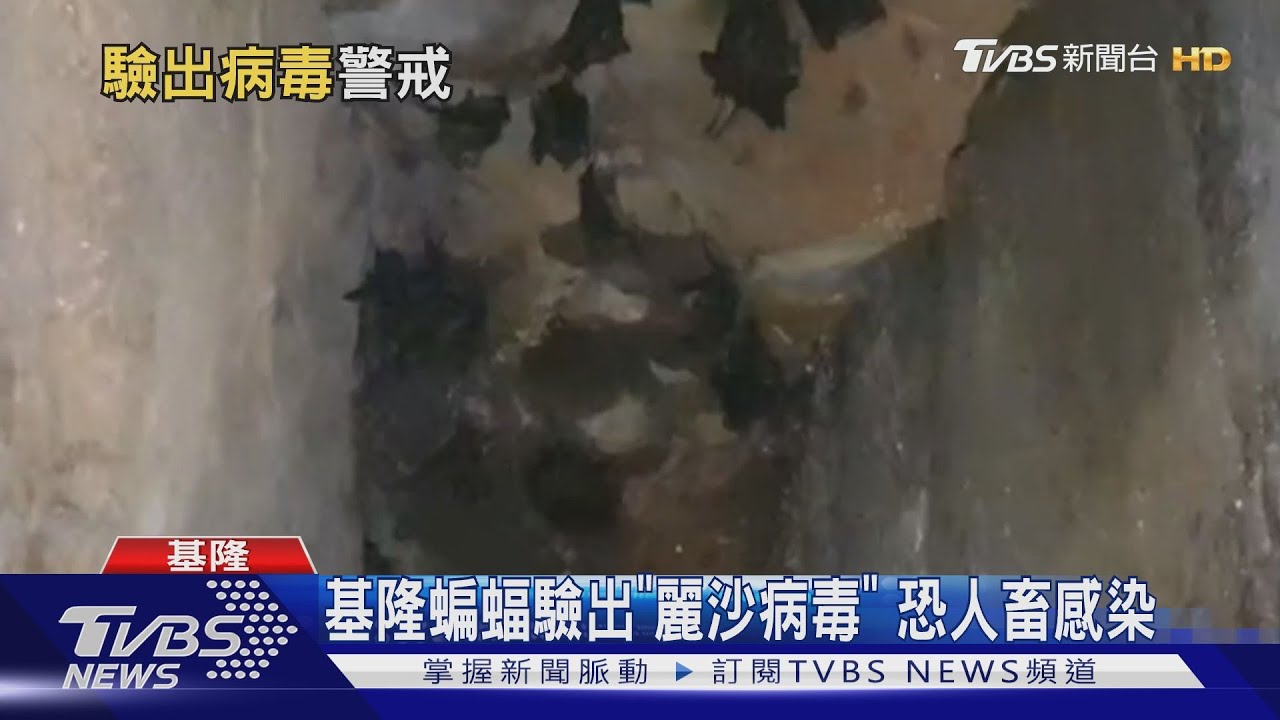 基隆蝙蝠驗出「麗沙病毒」 恐人畜感染