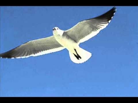 Margarita Rosa de Francisco - Gaviota (Letra)