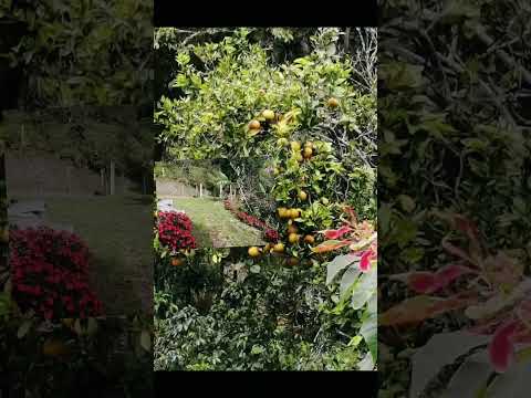 se vende finca Supatá