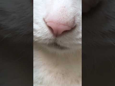 유튜브 3대 얼짱냥 그 고양이의 애교