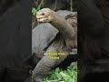 The Loneliest Animal In The World