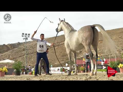N.64 NADIR DELLO JATO - 2017 SPANISH NATIONALS - 4-6 Years Old Stallions (Class 10)