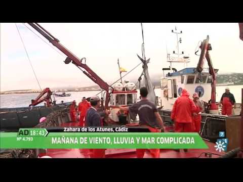 Primera levantá del atún en la almadraba de Zahara de los Atunes, en Andalucía Directo