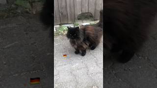 ドイツは猛暑です #猫 #ドイツ留学 #ドイツ #cat