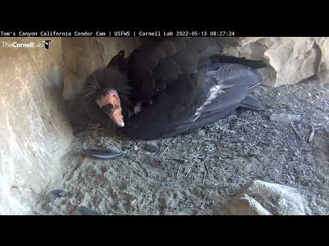 Egg Pipping! at the Toms Canyon Condor Nest | May 13, 2022 | Cornell Lab