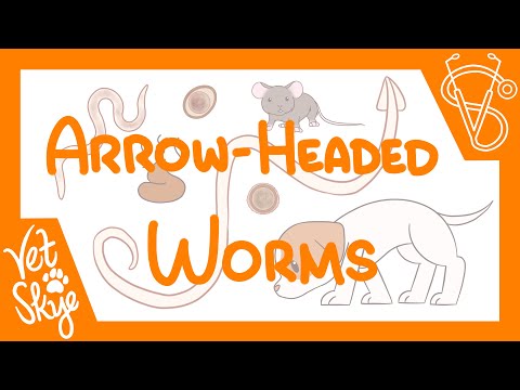 Arrow-Headed Worms of Dogs and Cats - causes, transmission, pathophysiology, diagnosis, treatment