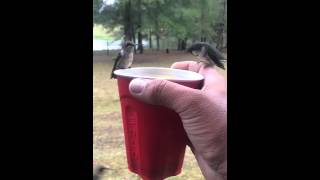 Hummingbirds drink from red Solo cup in hand